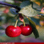 Cherry 2004's Avatar